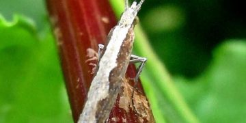 DiamondbackMoth: An Invasive Pest Threatening Global Agriculture