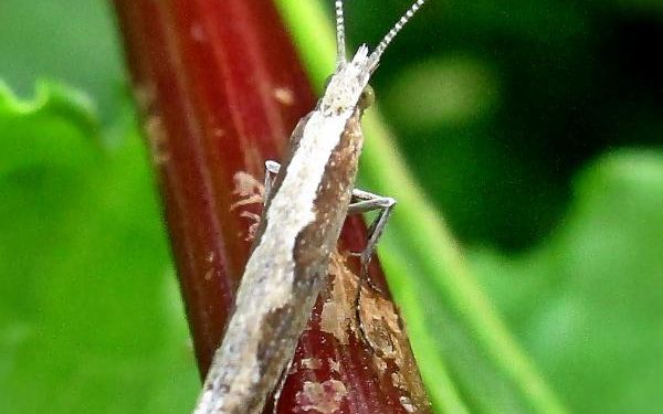 DiamondbackMoth: An Invasive Pest Threatening Global Agriculture