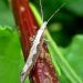 DiamondbackMoth: An Invasive Pest Threatening Global Agriculture