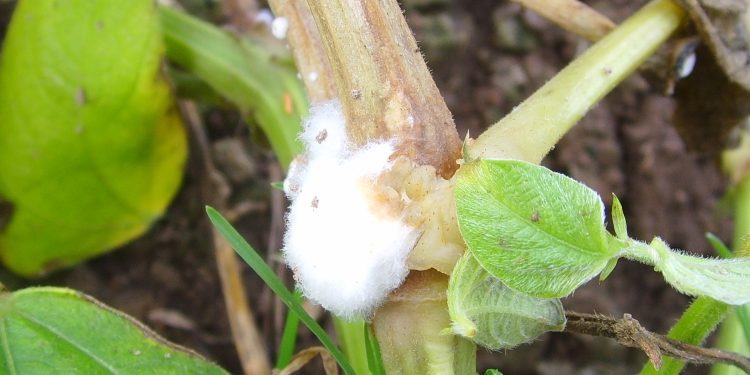 PinkRotProblems: Understanding and Addressing Sclerotinia sclerotiorum