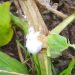 PinkRotProblems: Understanding and Addressing Sclerotinia sclerotiorum