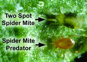 Two-Spotted Spider Mites: Threats to Agricultural Production