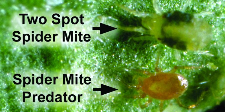 Two-Spotted Spider Mites: Threats to Agricultural Production