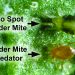 Two-Spotted Spider Mites: Threats to Agricultural Production