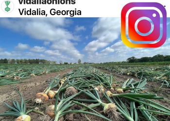 OnionGram: Celebrating the World’s Love for Onions on Instagram