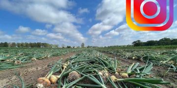 OnionGram: Celebrating the World’s Love for Onions on Instagram