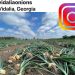 OnionGram: Celebrating the World’s Love for Onions on Instagram