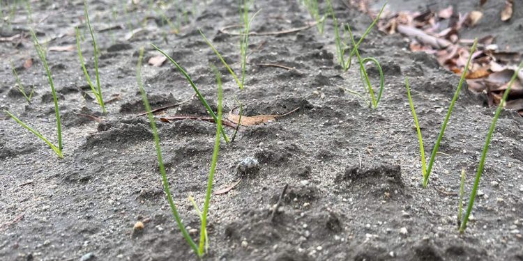 Onion Market Update: Washington, Texas, Idaho, Oregon, North Dakota, and Mexico