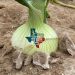 The Power of Branding in Agriculture: Insights from South Texas Onion Committee
