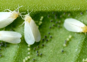 The Sweet Potato Whitefly: A Pest Threatening Agriculture