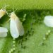 The Sweet Potato Whitefly: A Pest Threatening Agriculture