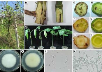 FusariumYellows: Understanding the Threat of Fusarium oxysporum