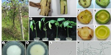 FusariumYellows: Understanding the Threat of Fusarium oxysporum