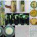 FusariumYellows: Understanding the Threat of Fusarium oxysporum