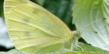 CabbageWebwormOutbreak: Understanding Hellula undalis and Its Devastating Consequences