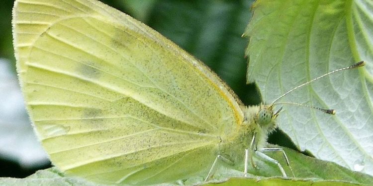 CabbageWebwormOutbreak: Understanding Hellula undalis and Its Devastating Consequences