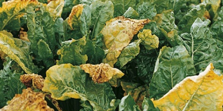 BeetYellowsVirus: A Threat to Beet Crop Production