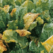 BeetYellowsVirus: A Threat to Beet Crop Production