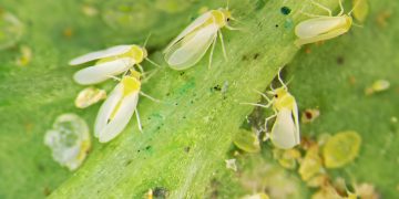 WhiteflyInvasion: The Growing Threat of Trialeurodes Vaporariorum