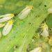WhiteflyInvasion: The Growing Threat of Trialeurodes Vaporariorum
