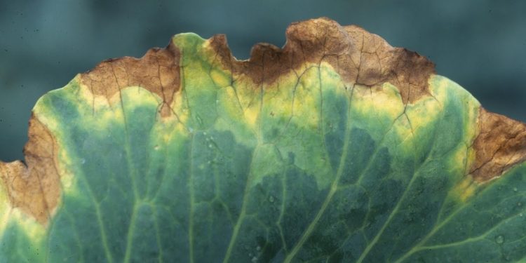 SavingCrucifers: Understanding and Preventing Black Rot Disease Caused by Xanthomonas campestris