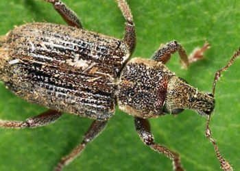 CarrotWeevil: Understanding and Combating this Crop Pest