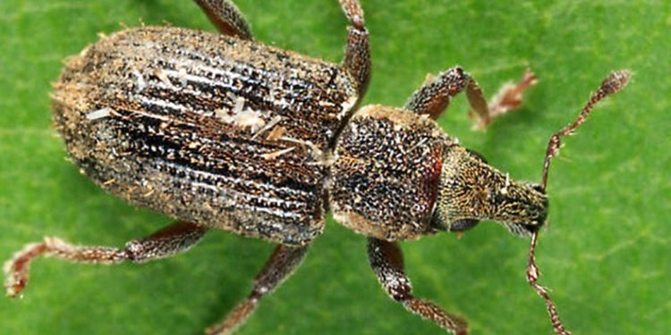 CarrotWeevil: Understanding and Combating this Crop Pest