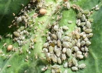 BattleAgainstCabbageAphid: Understanding Brevicoryne brassicae and How to Protect Your Cabbage Plants