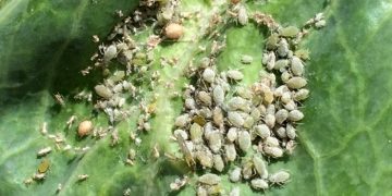 BattleAgainstCabbageAphid: Understanding Brevicoryne brassicae and How to Protect Your Cabbage Plants