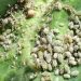 BattleAgainstCabbageAphid: Understanding Brevicoryne brassicae and How to Protect Your Cabbage Plants