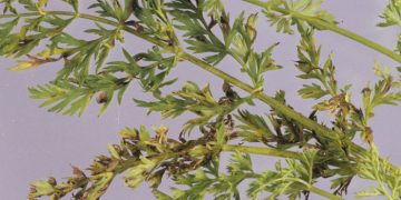 PreventingLeafBlight: Understanding the Fungal Disease and Its Consequences