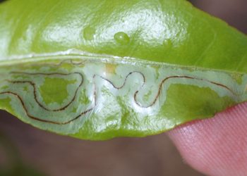 How to Control the Citrus Leafminer Infestation on Your Farm