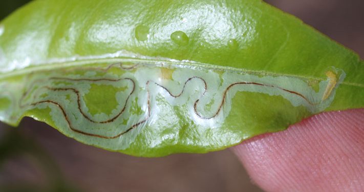 How to Control the Citrus Leafminer Infestation on Your Farm