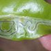 How to Control the Citrus Leafminer Infestation on Your Farm