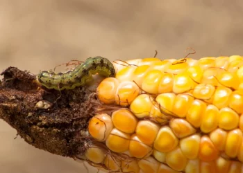 Battling the Corn Earworm: Strategies for Managing Heliothis zea Infestations
