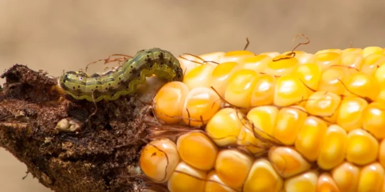 Battling the Corn Earworm: Strategies for Managing Heliothis zea Infestations