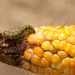 Battling the Corn Earworm: Strategies for Managing Heliothis zea Infestations