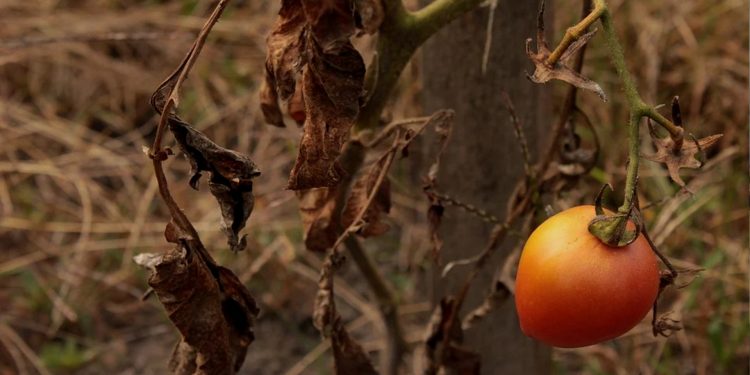 The Miracle Gene Involved in Resurrection: Could it Help Plants Survive Drought