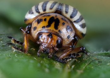Understanding and Managing the Colorado Potato Beetle Infestation