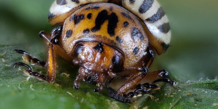 Understanding and Managing the Colorado Potato Beetle Infestation