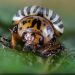 Understanding and Managing the Colorado Potato Beetle Infestation