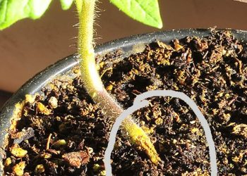 PreventingDampingOff: Understanding and Combating Pythium Aphanidermatum