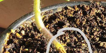PreventingDampingOff: Understanding and Combating Pythium Aphanidermatum
