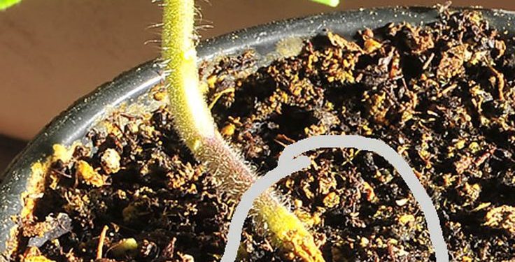 PreventingDampingOff: Understanding and Combating Pythium Aphanidermatum