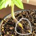 PreventingDampingOff: Understanding and Combating Pythium Aphanidermatum