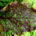 BrownSpotFungus: Understanding Pseudocercosporella capsellae and its Impact on Agriculture