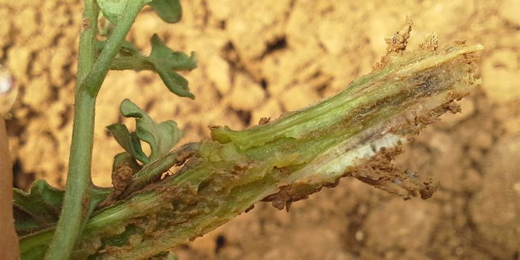 RootKnotNematode: The Invisible Culprit Affecting Agriculture