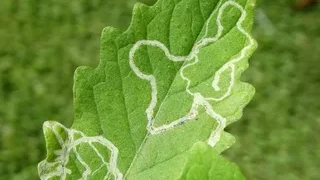 The Unstoppable Tomato Leafminer: Tuta absoluta Infestation on Tomato Plants