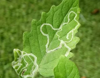The Unstoppable Tomato Leafminer: Tuta absoluta Infestation on Tomato Plants