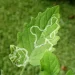The Unstoppable Tomato Leafminer: Tuta absoluta Infestation on Tomato Plants